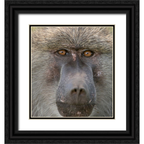 Africa-Tanzania Closeup of male baboon Black Ornate Wood Framed Art Print with Double Matting by Sederquist, Betty