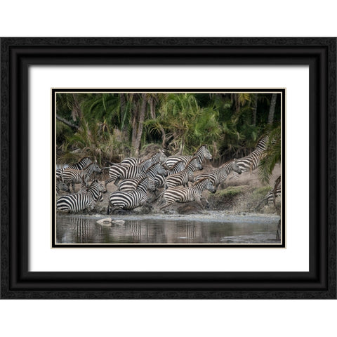Africa-Tanzania Perhaps spooked by crocodiles-zebras stampede in the Serengeti Black Ornate Wood Framed Art Print with Double Matting by Sederquist, Betty