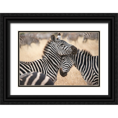 Africa-Tanzania Loving zebras nuzzle in the Serengeti Black Ornate Wood Framed Art Print with Double Matting by Sederquist, Betty