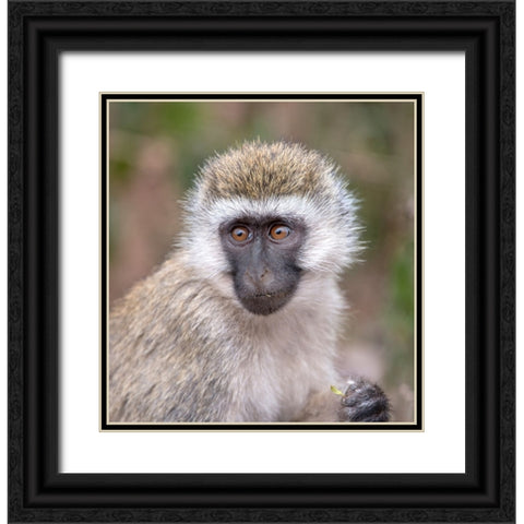 Africa Tanzania Vervet baby in the Serengeti Black Ornate Wood Framed Art Print with Double Matting by Sederquist, Betty