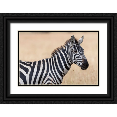 Plains zebra-Equus quagga-Seronera-Serengeti National Park-Tanzania Black Ornate Wood Framed Art Print with Double Matting by Pitamitz, Sergio
