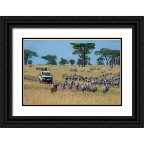 Plains zebras-Equus quagga-Seronera-Serengeti National Park-Tanzania Black Ornate Wood Framed Art Print with Double Matting by Pitamitz, Sergio