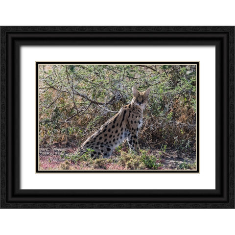 Serval-Leptailurus serval-Ndutu-Ngorongoro Conservation Area-Serengeti-Tanzania Black Ornate Wood Framed Art Print with Double Matting by Pitamitz, Sergio