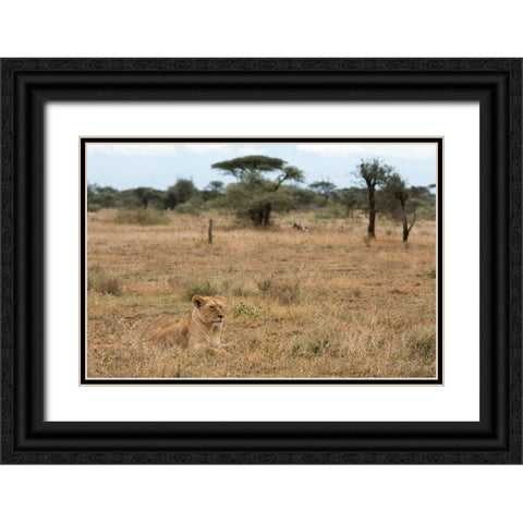 Lion-Panthera leo-Ndutu-Ngorongoro Conservation Area-Serengeti-Tanzania Black Ornate Wood Framed Art Print with Double Matting by Pitamitz, Sergio
