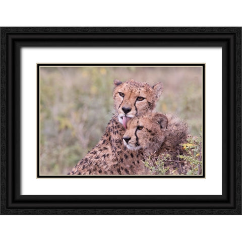 Cheetah cubs bonding-while waiting the call for dinner-Serengeti-Tanzania-Africa Black Ornate Wood Framed Art Print with Double Matting by Norring, Tom