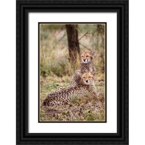 Cheetah cubs-Serengeti National Park-Tanzania-Africa Black Ornate Wood Framed Art Print with Double Matting by Norring, Tom