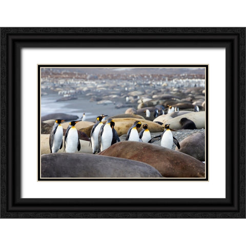 Southern Ocean-South Georgia-A group of king penguins-elephant seals Black Ornate Wood Framed Art Print with Double Matting by Goff, Ellen B.