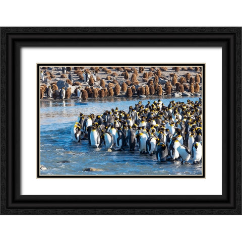 Southern Ocean-South Georgia-St-Andrews Bay-king penguins Black Ornate Wood Framed Art Print with Double Matting by Goff, Ellen B.