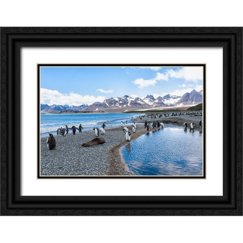 Southern Ocean-South Georgia-Salisbury Plain-mountains Black Ornate Wood Framed Art Print with Double Matting by Goff, Ellen B.