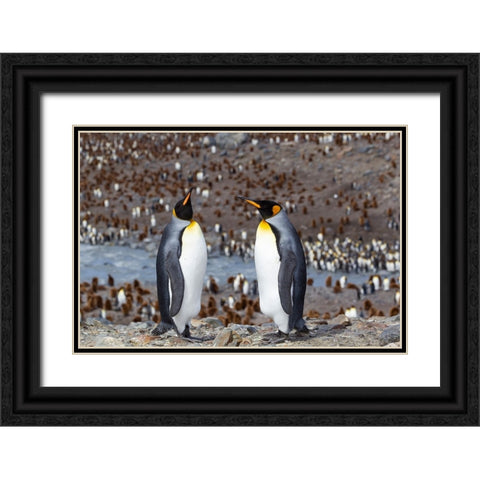 Southern Ocean-South Georgia-adult penguins Black Ornate Wood Framed Art Print with Double Matting by Goff, Ellen B.