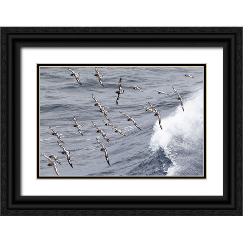 Southern Ocean-South Georgia-cape petrel or pintado-Daption capense-South Georgia Black Ornate Wood Framed Art Print with Double Matting by Goff, Ellen B.