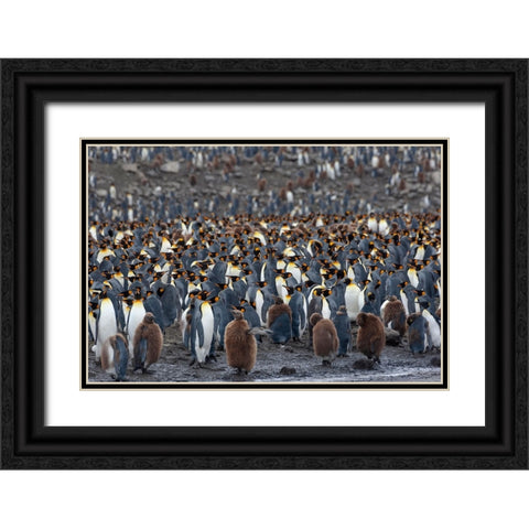 Southern Ocean-South Georgia-St-Andrews Bay-The rookery is crowded with adults and a few chicks Black Ornate Wood Framed Art Print with Double Matting by Goff, Ellen B.