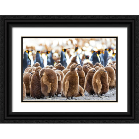 Southern Ocean-South Georgia-King penguin chicks stand together with adults in the background Black Ornate Wood Framed Art Print with Double Matting by Goff, Ellen B.