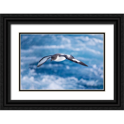 Southern Ocean-South Georgia-cape petrel or pintado-Daption capense Black Ornate Wood Framed Art Print with Double Matting by Goff, Ellen B.
