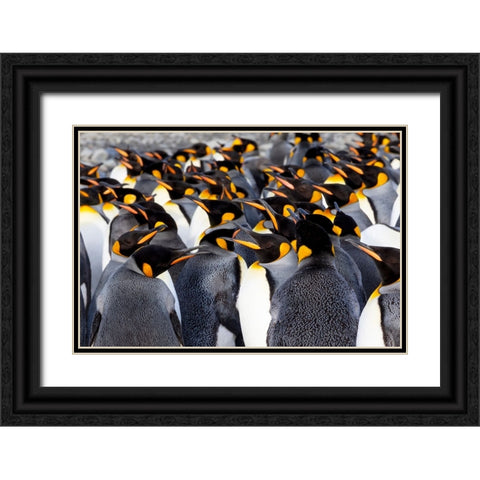 Southern Ocean-South Georgia-Picture of a group of king penguins Black Ornate Wood Framed Art Print with Double Matting by Goff, Ellen B.