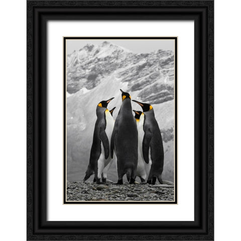 Antarctica. A conference of King Penguins. Black Ornate Wood Framed Art Print with Double Matting by Muir, Janet