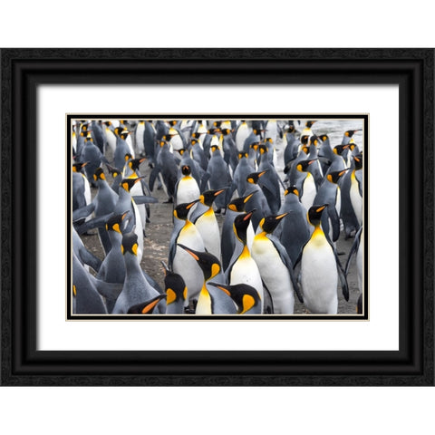 King penguins on the beach-St-Andrews Bay-South Georgia-Antarctica Black Ornate Wood Framed Art Print with Double Matting by Su, Keren