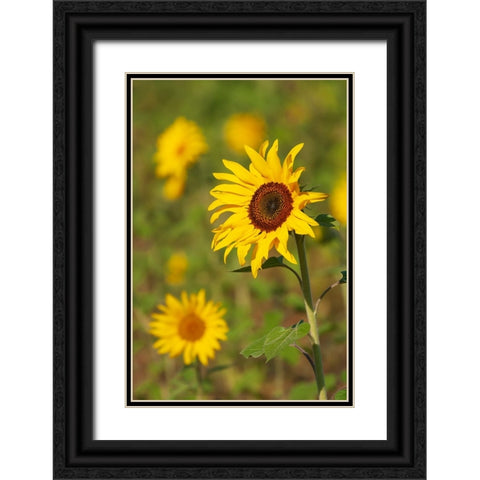 Myanmar-Inle Lake-Sunflowers Black Ornate Wood Framed Art Print with Double Matting by Haseltine, Tom