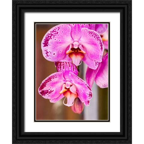 China-Hong Kong Orchids on display at a flower market Black Ornate Wood Framed Art Print with Double Matting by Eggers, Julie