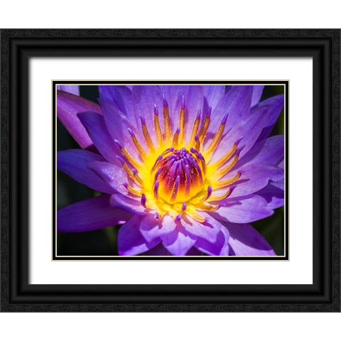 China-Hong Kong Closeup of a purple dahlia at a flower market Black Ornate Wood Framed Art Print with Double Matting by Eggers, Julie