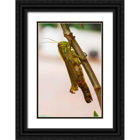 Laos-Luang Prabang Close-up of grasshopper Black Ornate Wood Framed Art Print with Double Matting by Haseltine, Tom