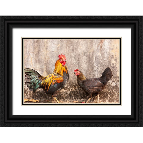 Laos- Luang Prabang. Chickens. A rooster and a hen. Black Ornate Wood Framed Art Print with Double Matting by Haseltine, Tom