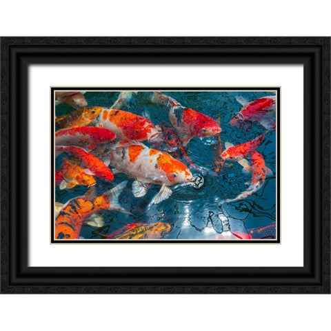 Malaysia- Malacca (Melaka). Close-up of koi fish. Black Ornate Wood Framed Art Print with Double Matting by Haseltine, Tom