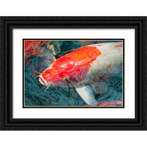 Malaysia- Malacca (Melaka). Close-up of koi fish. Black Ornate Wood Framed Art Print with Double Matting by Haseltine, Tom