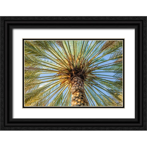 Middle East-Arabian Peninsula-Oman-Ad Dakhiliyah-Nizwa-Palm tree against blue sky in Nizwa-Oman Black Ornate Wood Framed Art Print with Double Matting by Wilson, Emily M.
