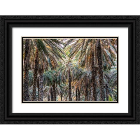 Middle East-Arabian Peninsula-Oman-Ad Dakhiliyah-Nizwa-Palm trees in Nizwa-Oman Black Ornate Wood Framed Art Print with Double Matting by Wilson, Emily M.