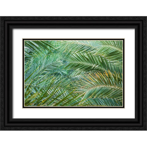 Middle East-Arabian Peninsula-Oman-Ad Dakhiliyah-Nizwa-Palm tree fronds in Nizwa-Oman Black Ornate Wood Framed Art Print with Double Matting by Wilson, Emily M.