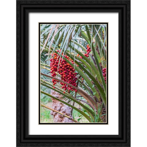 Middle East-Arabian Peninsula-Oman-Ad Dakhiliyah-Nizwa-Dates on a date palm tree in Nizwa-Oman Black Ornate Wood Framed Art Print with Double Matting by Wilson, Emily M.