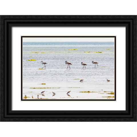 Middle East-Arabian Peninsula-Al Batinah South-Mahout-Flamingos Black Ornate Wood Framed Art Print with Double Matting by Wilson, Emily M.