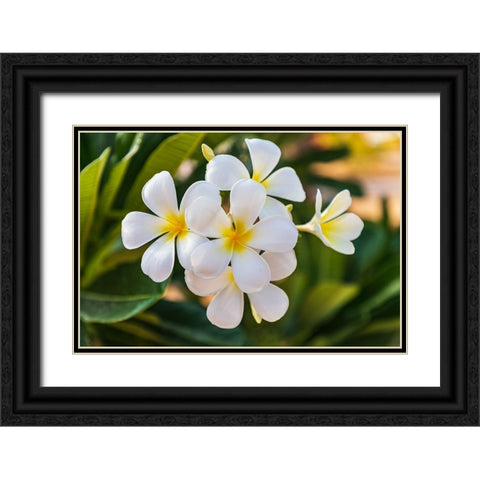 Middle East-Arabian Peninsula-Oman-Muscat-Quriyat-Plumeria blossoms in a garden Black Ornate Wood Framed Art Print with Double Matting by Wilson, Emily M.