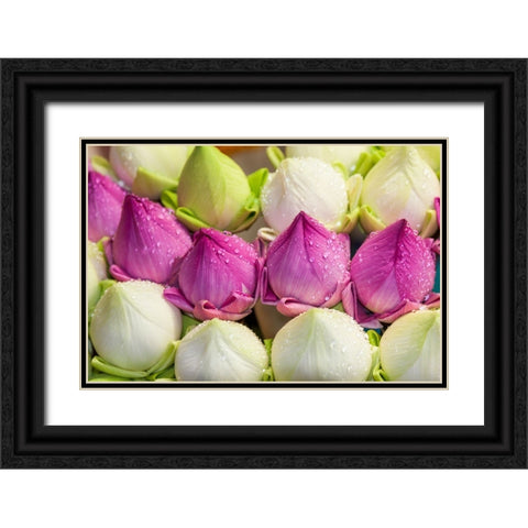 Chiang Mai- Thailand. Purple and white lotus flowers. Black Ornate Wood Framed Art Print with Double Matting by Haseltine, Tom