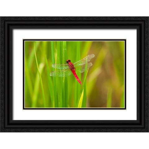 Chiang Mai- Thailand. Red Dragonfly- Orthetrum testaceum- also known as Scarlet Skimmer. Black Ornate Wood Framed Art Print with Double Matting by Haseltine, Tom
