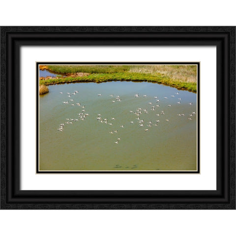 Flamingos flying in wetland on the Aegean coast-Turkey Black Ornate Wood Framed Art Print with Double Matting by Kabas, Ali