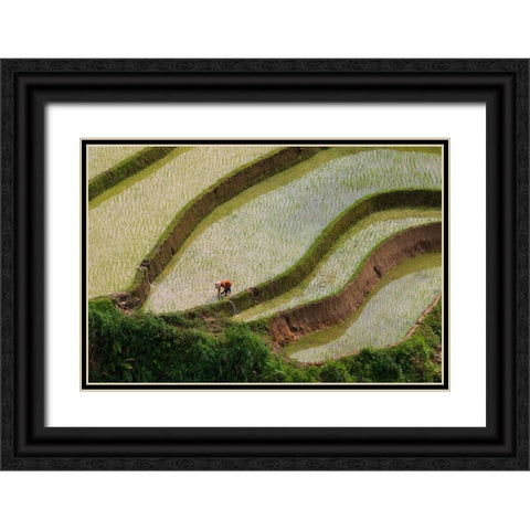 Vietnam -Rice paddies in the highlands of Sapa Black Ornate Wood Framed Art Print with Double Matting by Norring, Tom