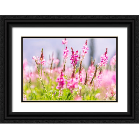 Sarytag-Sughd Province-Tajikistan Field of pink wildflowers in sunshine Black Ornate Wood Framed Art Print with Double Matting by Wilson, Emily M.