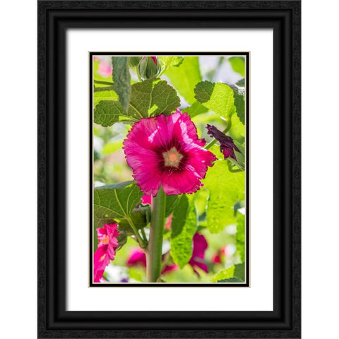 Sarytag-Sughd Province-Tajikistan Hollyhock blossoms in the mountains of Tajikistan Black Ornate Wood Framed Art Print with Double Matting by Wilson, Emily M.
