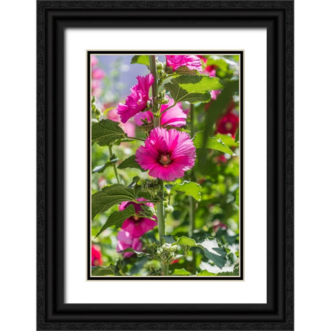 Sarytag-Sughd Province-Tajikistan Hollyhock blossoms in the mountains of Tajikistan Black Ornate Wood Framed Art Print with Double Matting by Wilson, Emily M.