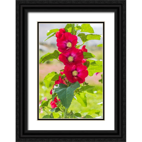 Sarytag-Sughd Province-Tajikistan Hollyhock blossoms in the mountains of Tajikistan Black Ornate Wood Framed Art Print with Double Matting by Wilson, Emily M.