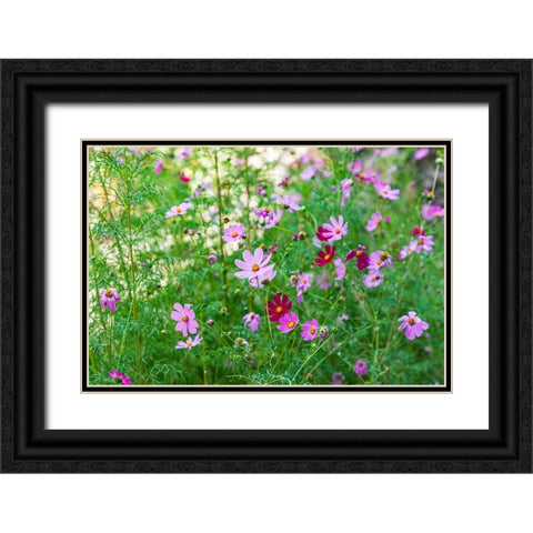 Haft Kul-Sughd Province-Tajikistan Purple daisies in the mountains of Tajikistan Black Ornate Wood Framed Art Print with Double Matting by Wilson, Emily M.