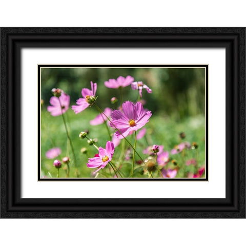 Haft Kul-Sughd Province-Tajikistan Purple daisies in the mountains of Tajikistan Black Ornate Wood Framed Art Print with Double Matting by Wilson, Emily M.