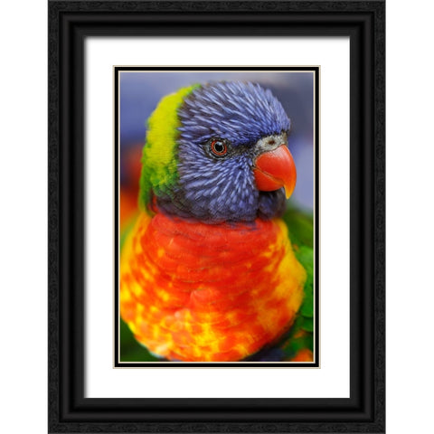 Rainbow lorikeet-native to Australia Black Ornate Wood Framed Art Print with Double Matting by Jones, Adam
