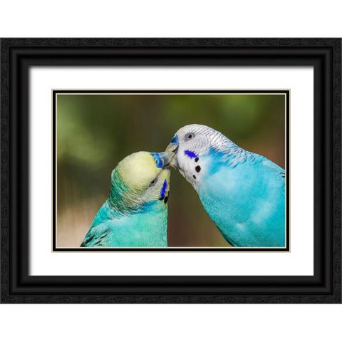 Common parakeets or shell parakeet kissing Black Ornate Wood Framed Art Print with Double Matting by Jones, Adam