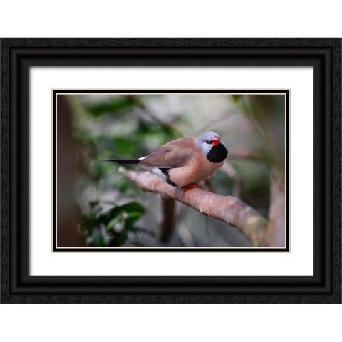 Shaft-tail finch-native to Australia Black Ornate Wood Framed Art Print with Double Matting by Jones, Adam