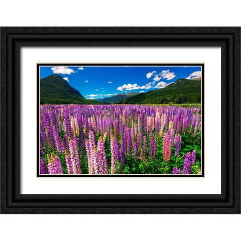 Spring lupine in Eglinton Valley-Fiordland National Park-South Island-New Zealand Black Ornate Wood Framed Art Print with Double Matting by Bishop, Russ
