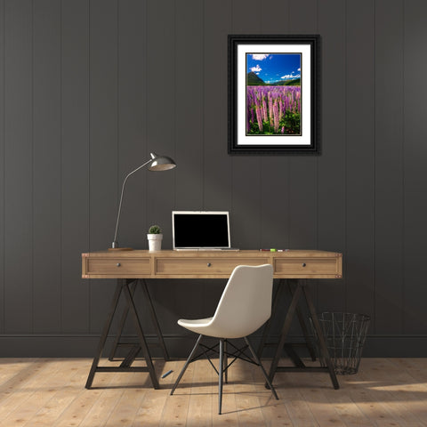 Spring lupine in Eglinton Valley-Fiordland National Park-South Island-New Zealand Black Ornate Wood Framed Art Print with Double Matting by Bishop, Russ