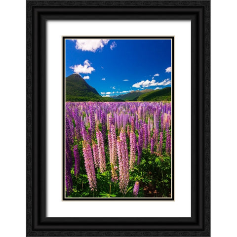 Spring lupine in Eglinton Valley-Fiordland National Park-South Island-New Zealand Black Ornate Wood Framed Art Print with Double Matting by Bishop, Russ